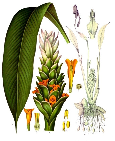 Turmeric Root Powder