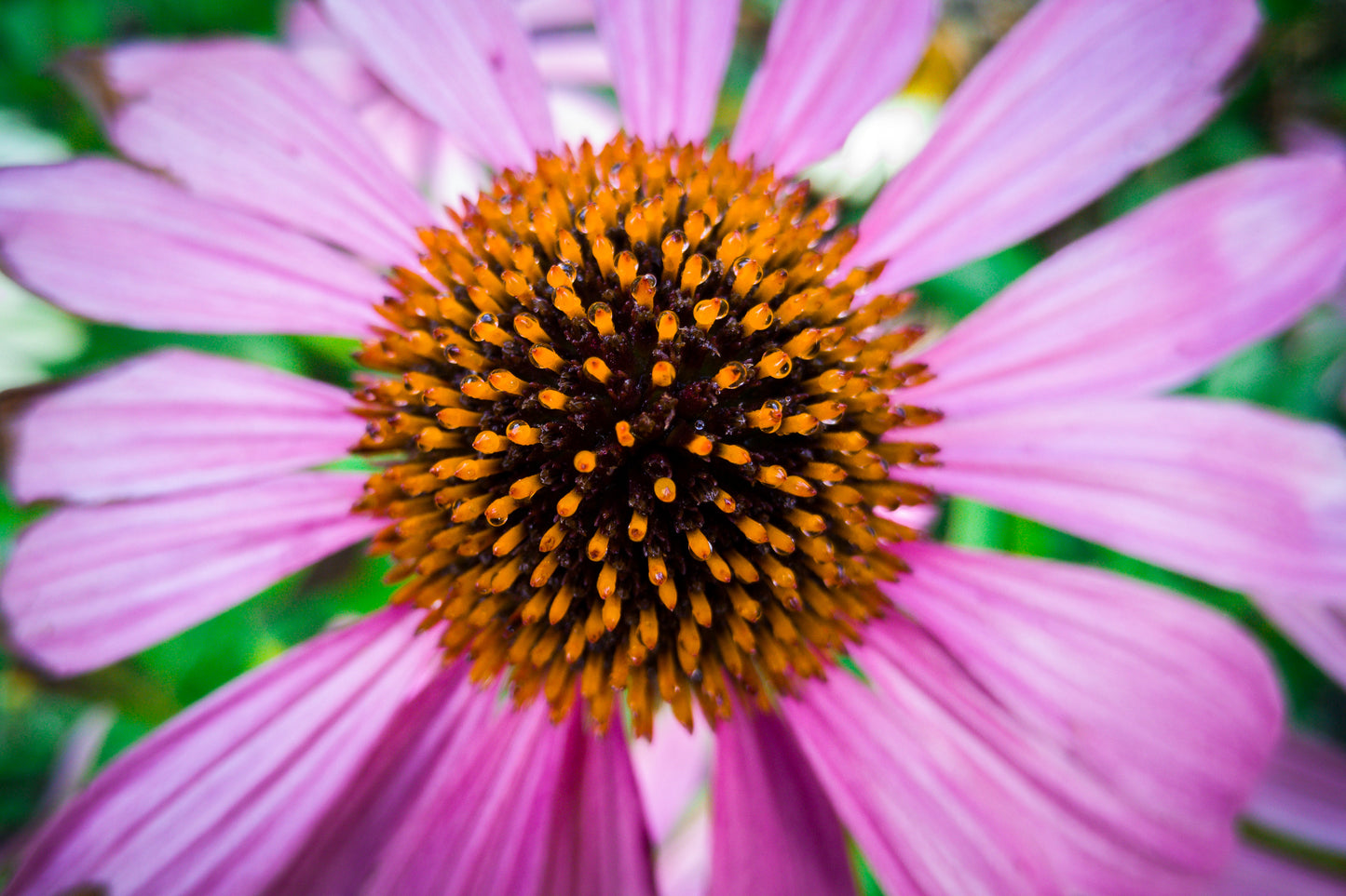 Echinacea cut & sifted Wild crafted