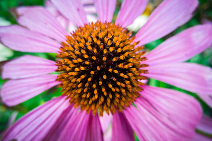 Echinacea cut & sifted Wild crafted