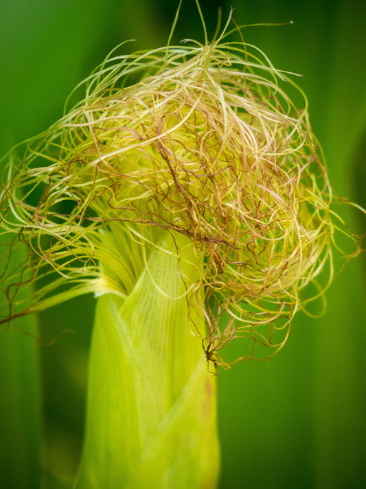 Cornsilk Cut & Sifted
