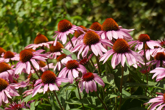 Echinacea cut & sifted Wild crafted
