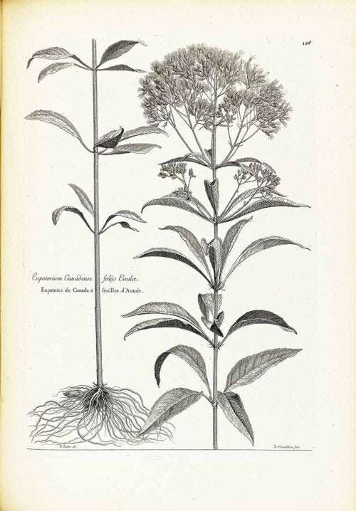 Gravel Root Cut and sifted