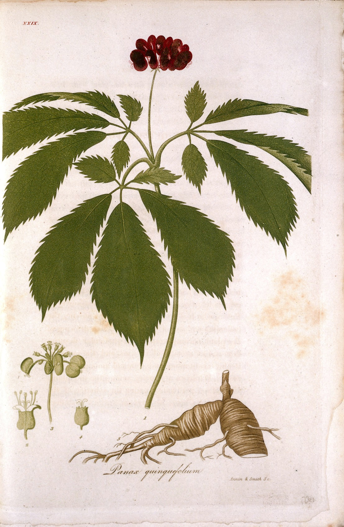 Ginseng (American) Powder