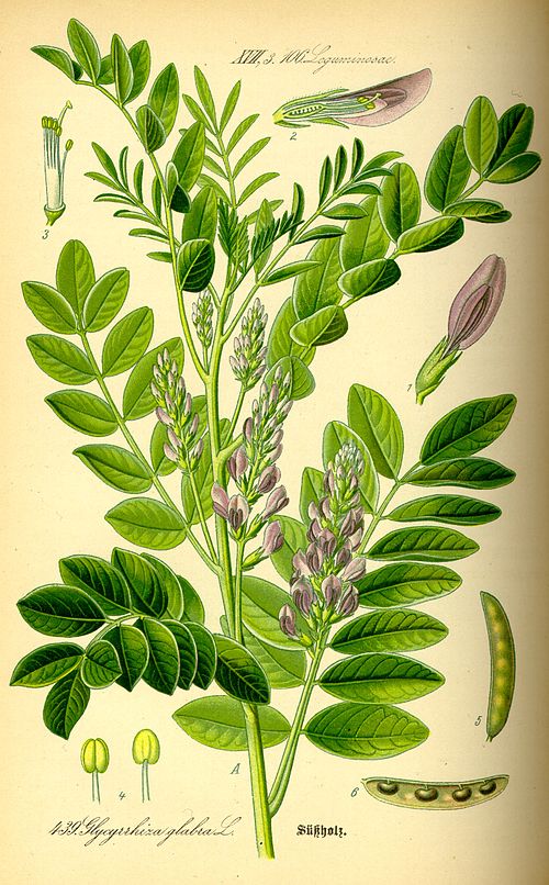 Licorice Mint Blend