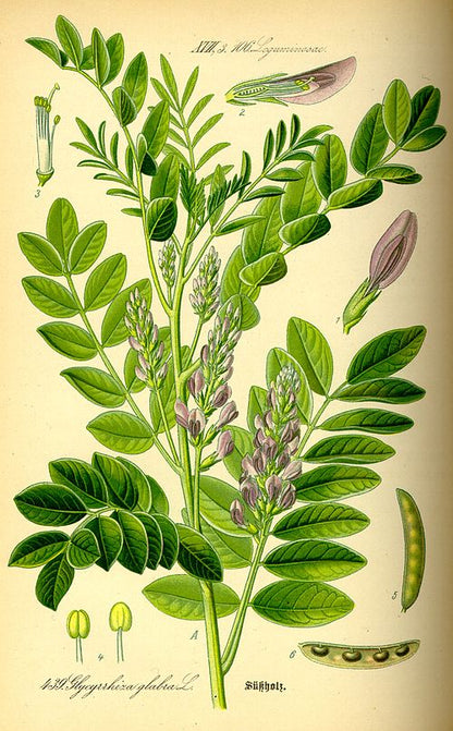 Licorice Mint Blend