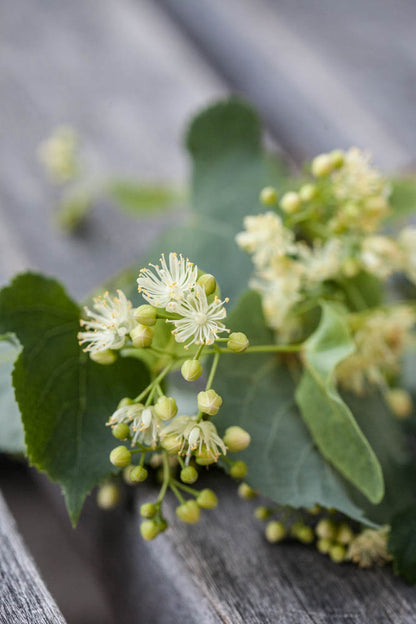 Linden Leaf And Flower Cut and Sifted