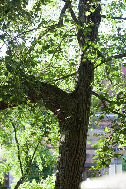 Linden Leaf And Flower Cut and Sifted