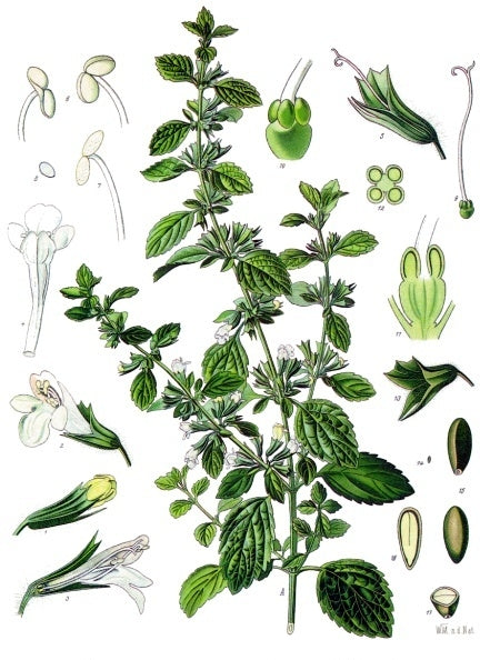 Lemon Balm (Melissa) Powder Organic