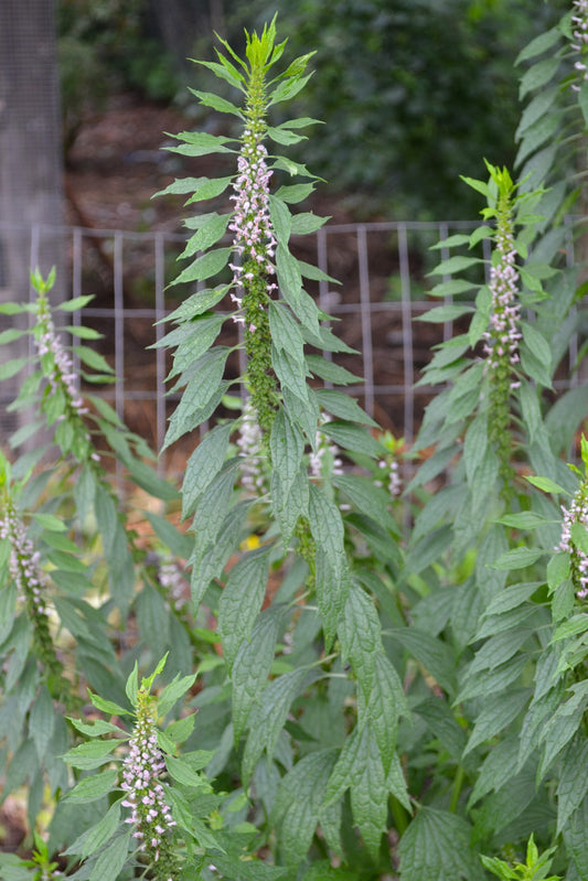 Motherwort Herb Cut and Sifted Wild Crafted