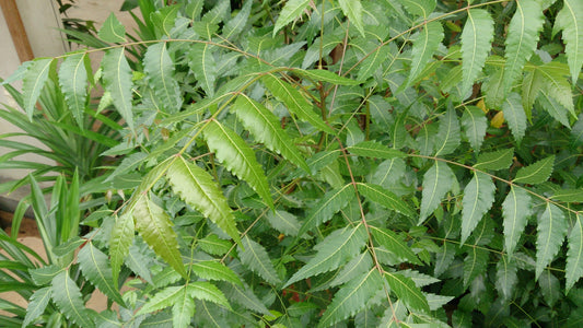 Neem Leaf Powder