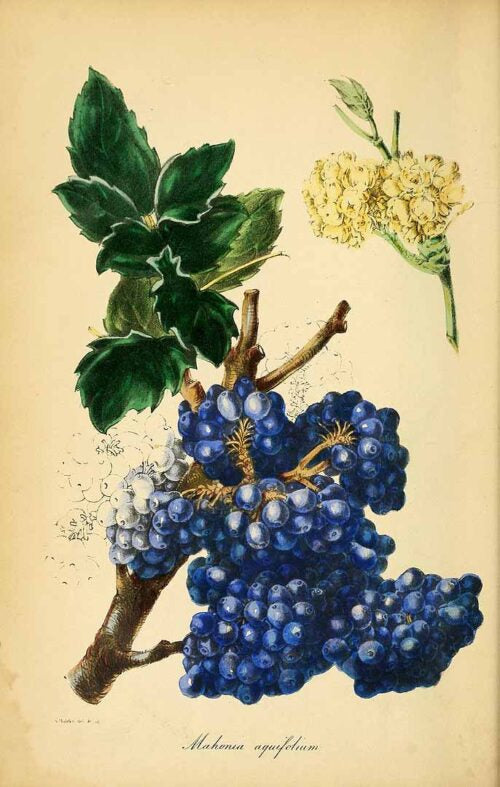 Oregon Grape Root Wild Crafted