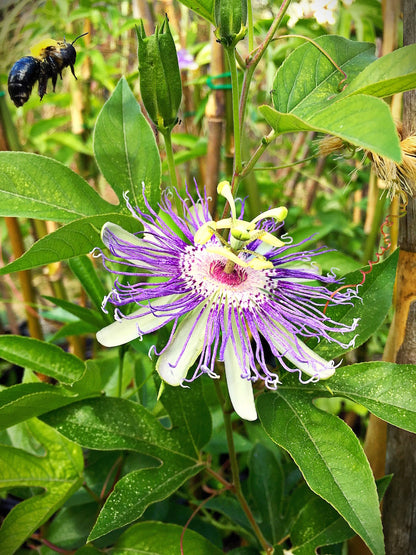 Passion Flower Herb Powder