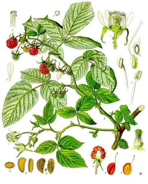 Raspberry Leaf (Cut & Sifted), European Wild Harvest, Organic