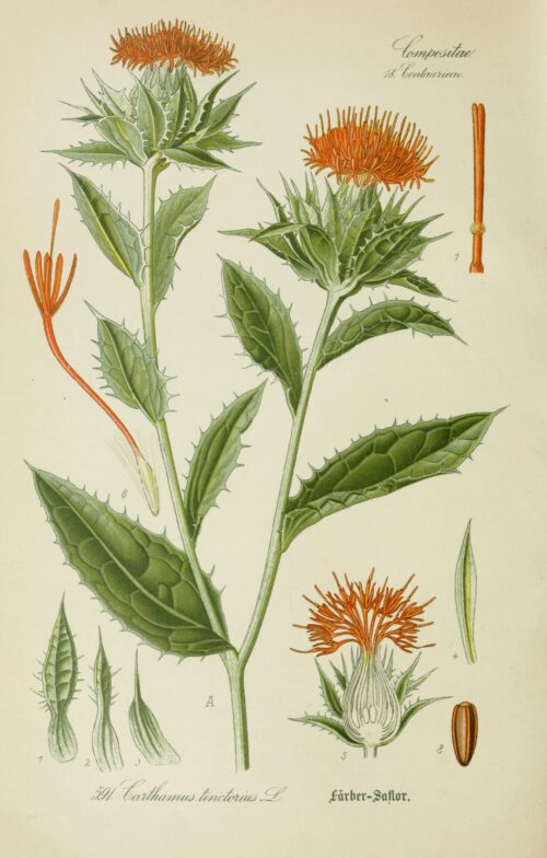 Safflower Cut and Sifted