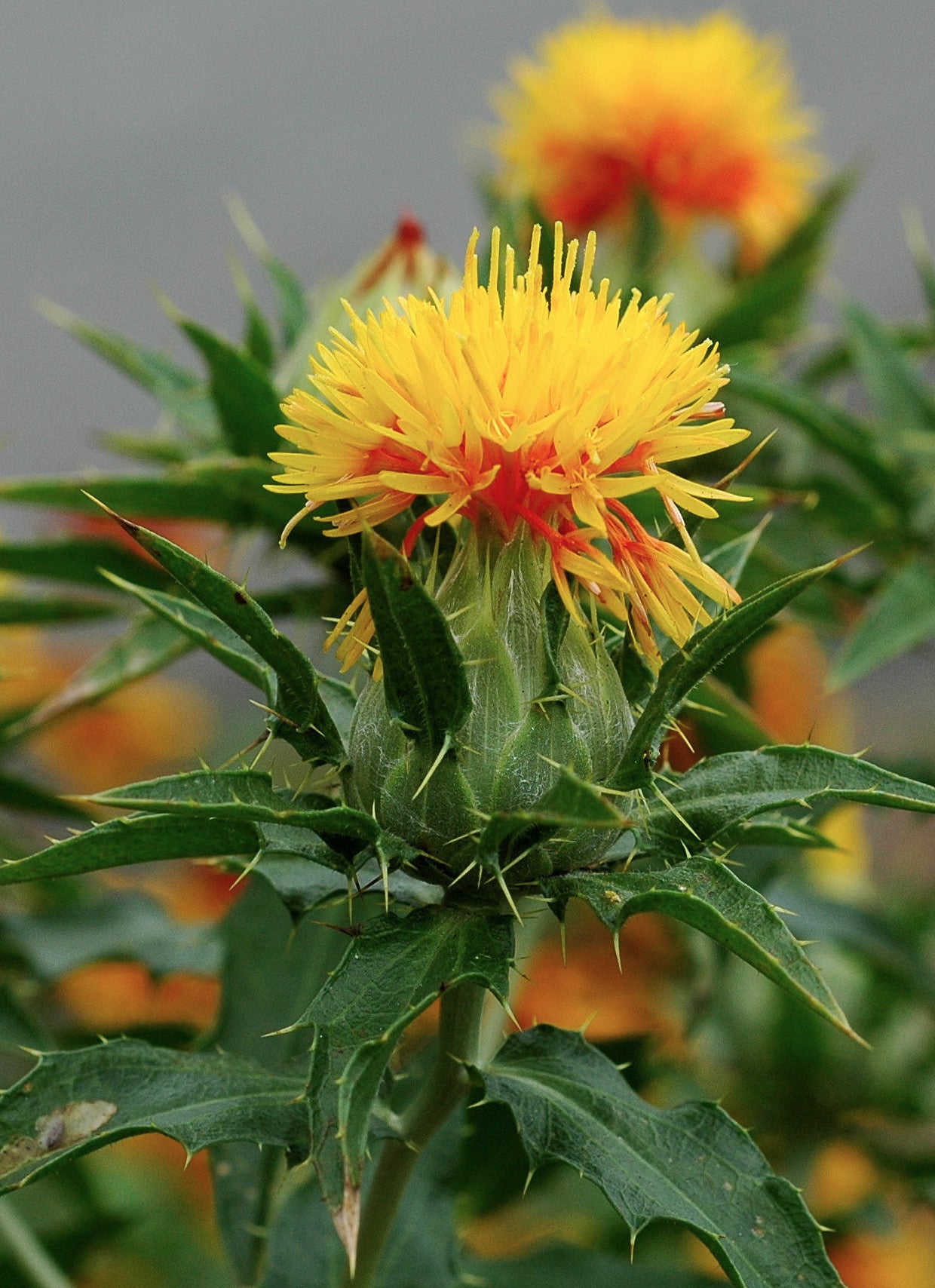 Safflower Cut and Sifted