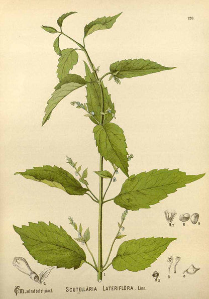 Skullcap Herb Cut & Sifted, Organic