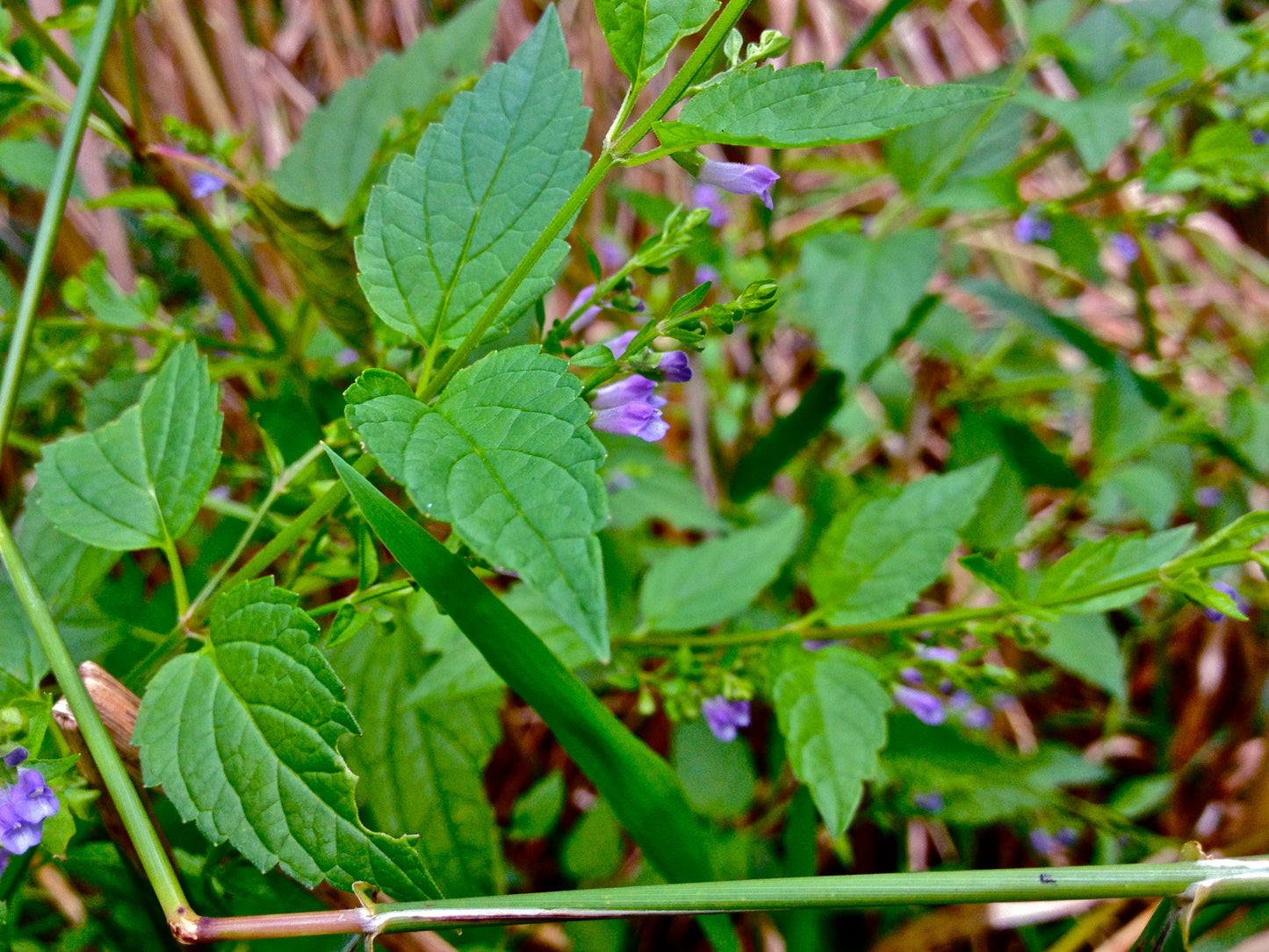 Skullcap Herb Cut & Sifted, Organic