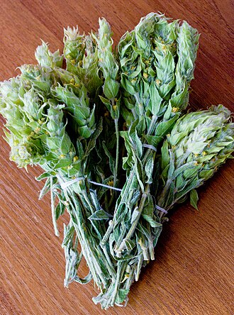 Sideritis Greek Mountain Tea