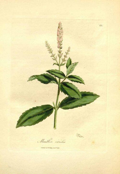 Spearmint leaf (Egypt) Organic cut and sifted