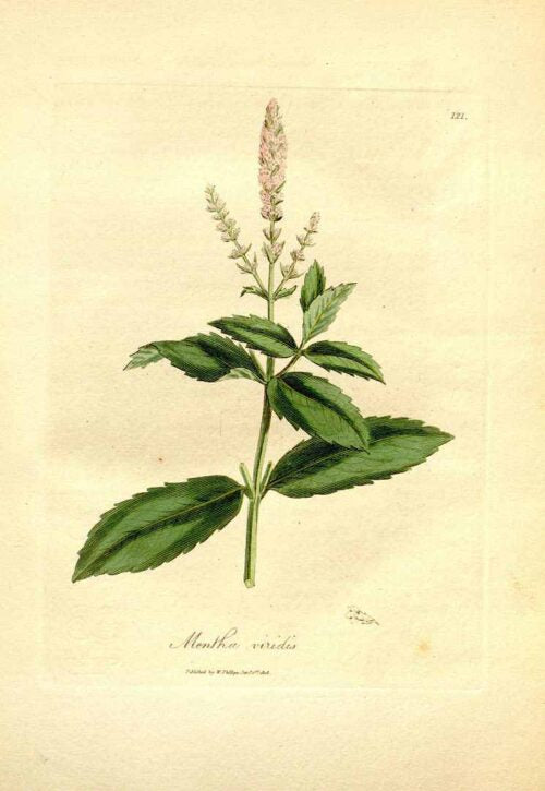 Spearmint leaf (Egypt) cut and sifted