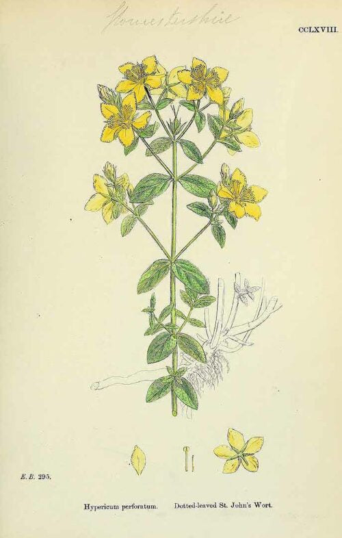 St John's Wort Organic Cut and Sifted