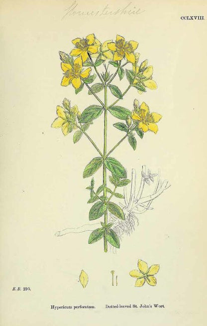 St John's Wort Organic Cut and Sifted