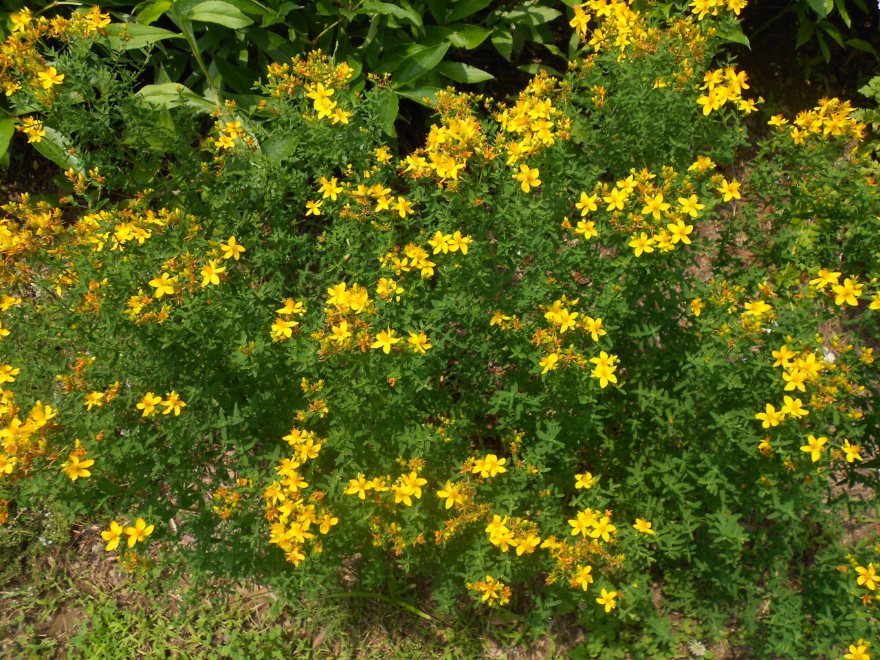 St John's Wort Organic Cut and Sifted