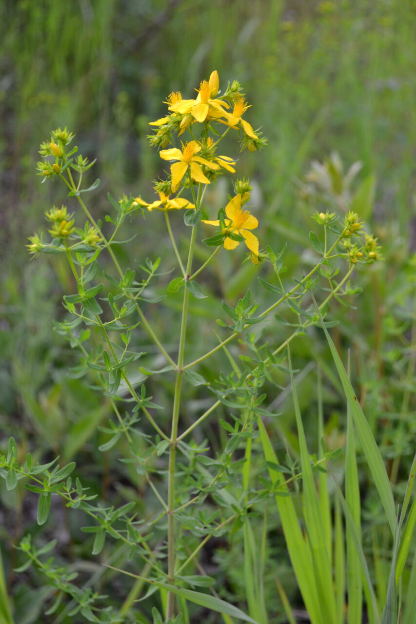 St John's Wort Organic Cut and Sifted