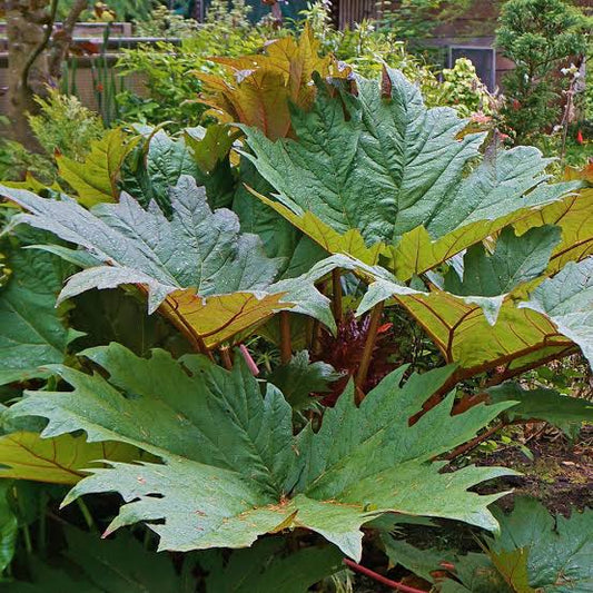 Turkey Rhubarb Root Organic Cut