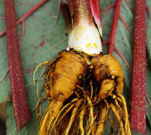 Turkey Rhubarb Root Organic Cut