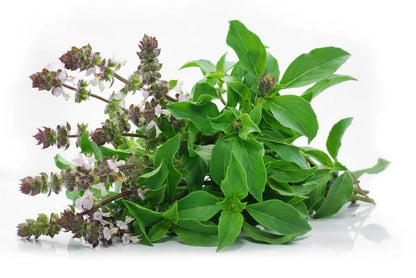 Tulsi Leaf cut and sifted