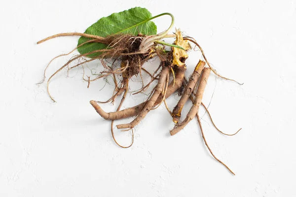 Yellow Dock Root Powder