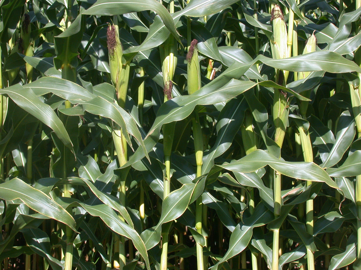 Cornsilk Cut & Sifted