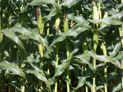 Cornsilk Cut & Sifted