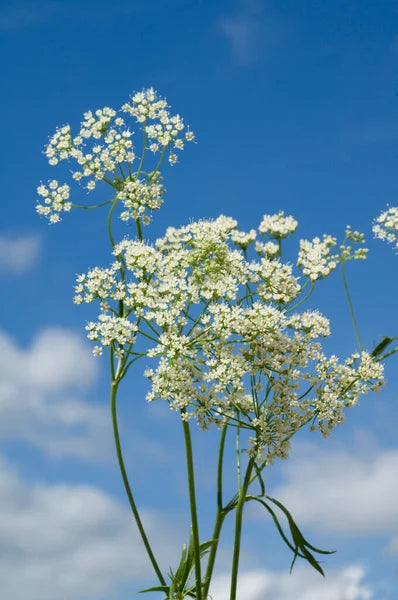 Anise Seed