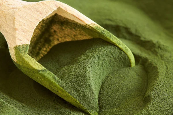 Chlorella Powder