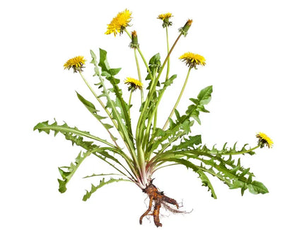 Dandelion Root (Cut & Sifted), European Wild Harvest, Organic