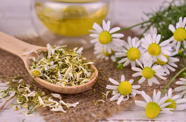 Chamomile Flowers (Cut & Sifted), European Wild Harvest, Organic