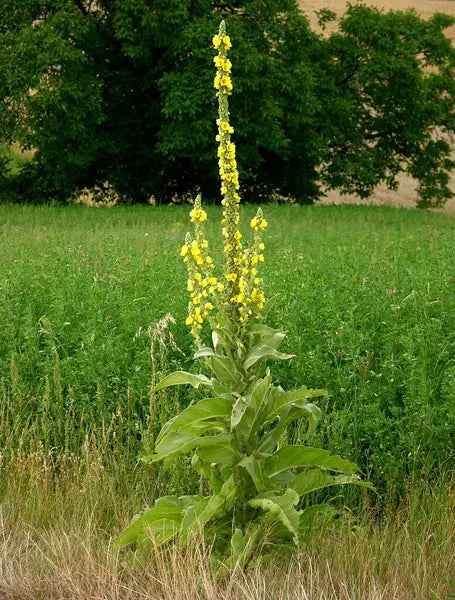 Mullein Leaf (Cut & Sifted), European Wild Harvest, Organic