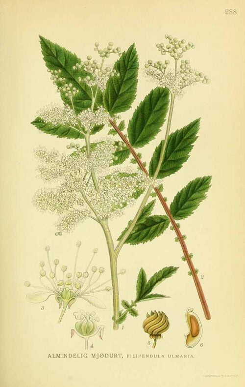 Meadowsweet Herb Cut and Sifted Wild Crafted