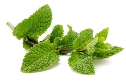 Licorice Mint Blend