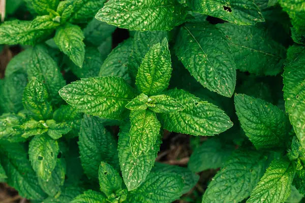 Licorice Mint Blend