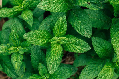 Licorice Mint Blend