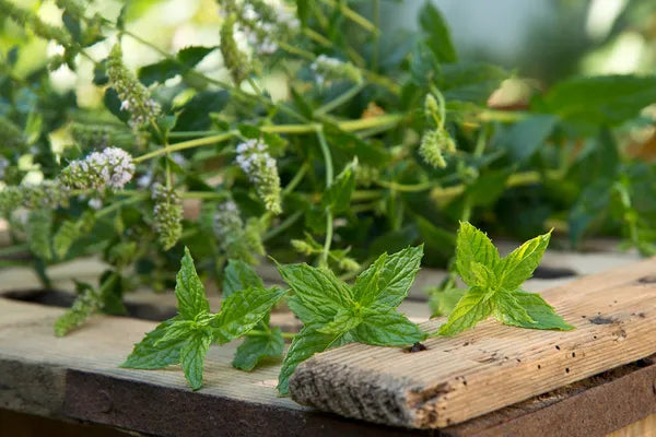 Licorice Mint Blend