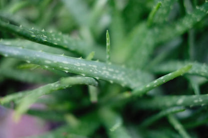 Aloe vera leaf powder