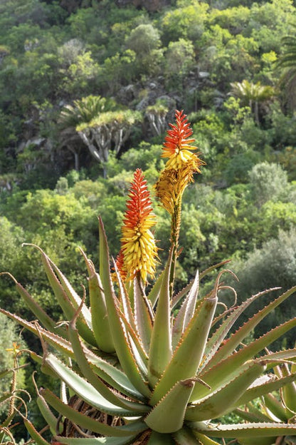 Aloe vera leaf powder