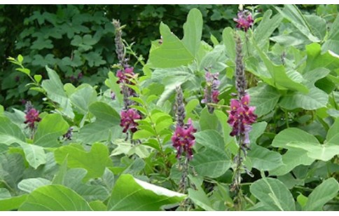 Kudzu root cut & sifted