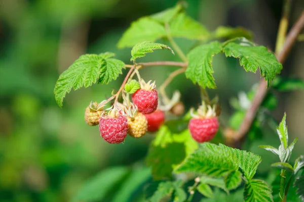 Raspberry Leaf (Cut & Sifted), European Wild Harvest, Organic