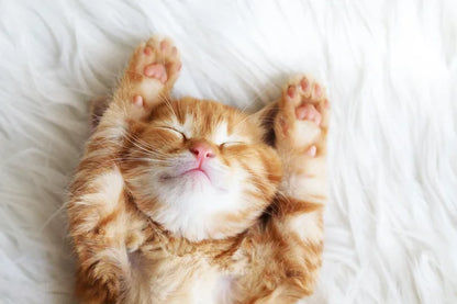 Rest & Refresh Sleep Blend