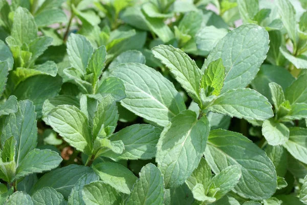 Spearmint leaf (Egypt) cut and sifted
